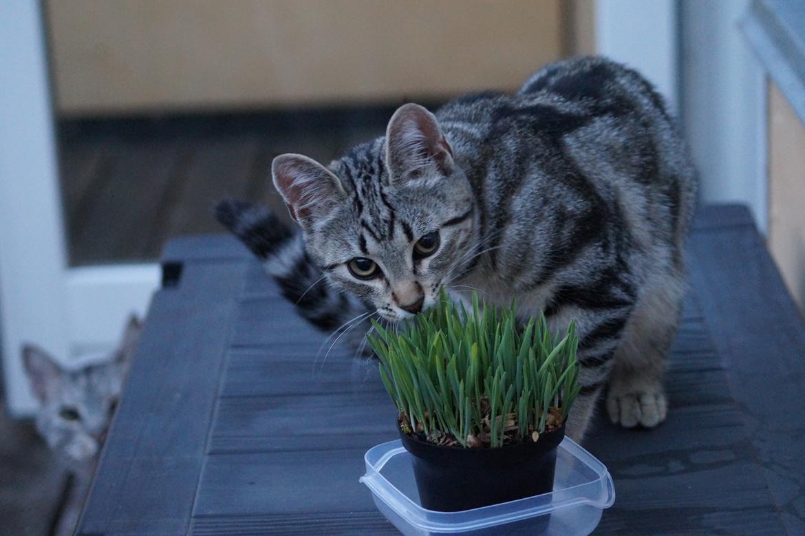 Europé Boholdt Orla Frøsnapper (Tiko) billede 31