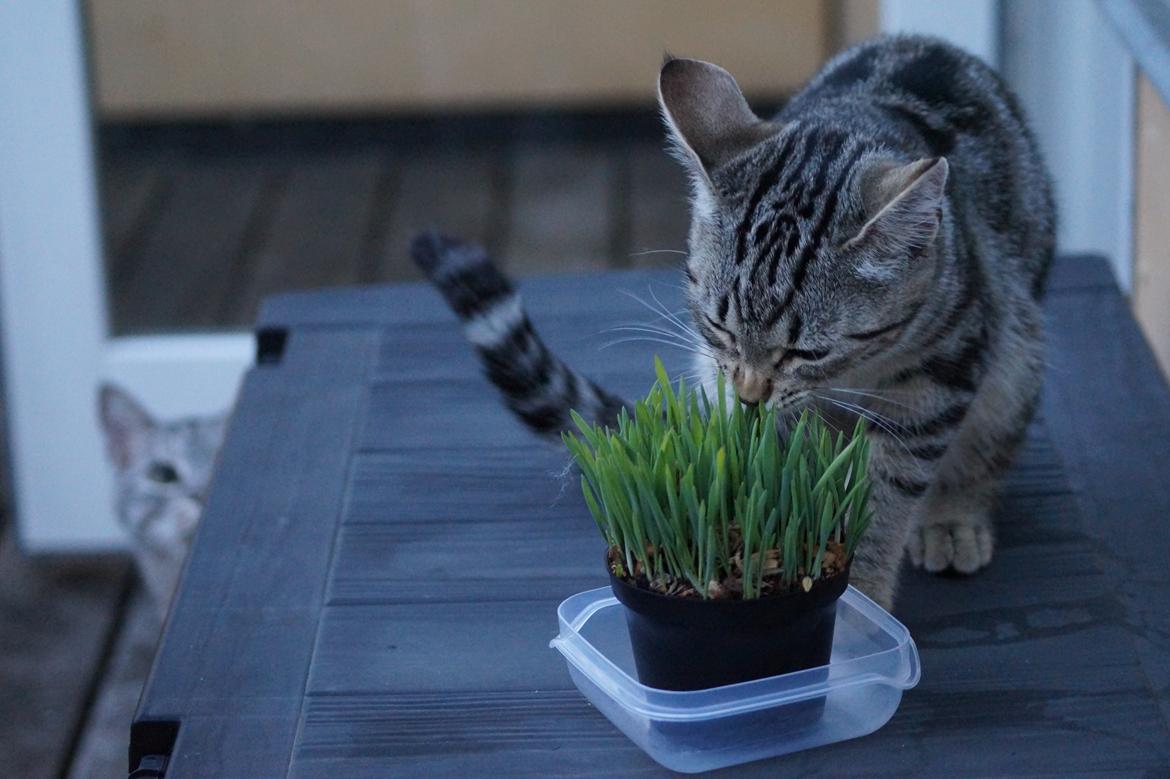 Europé Boholdt Orla Frøsnapper (Tiko) billede 32