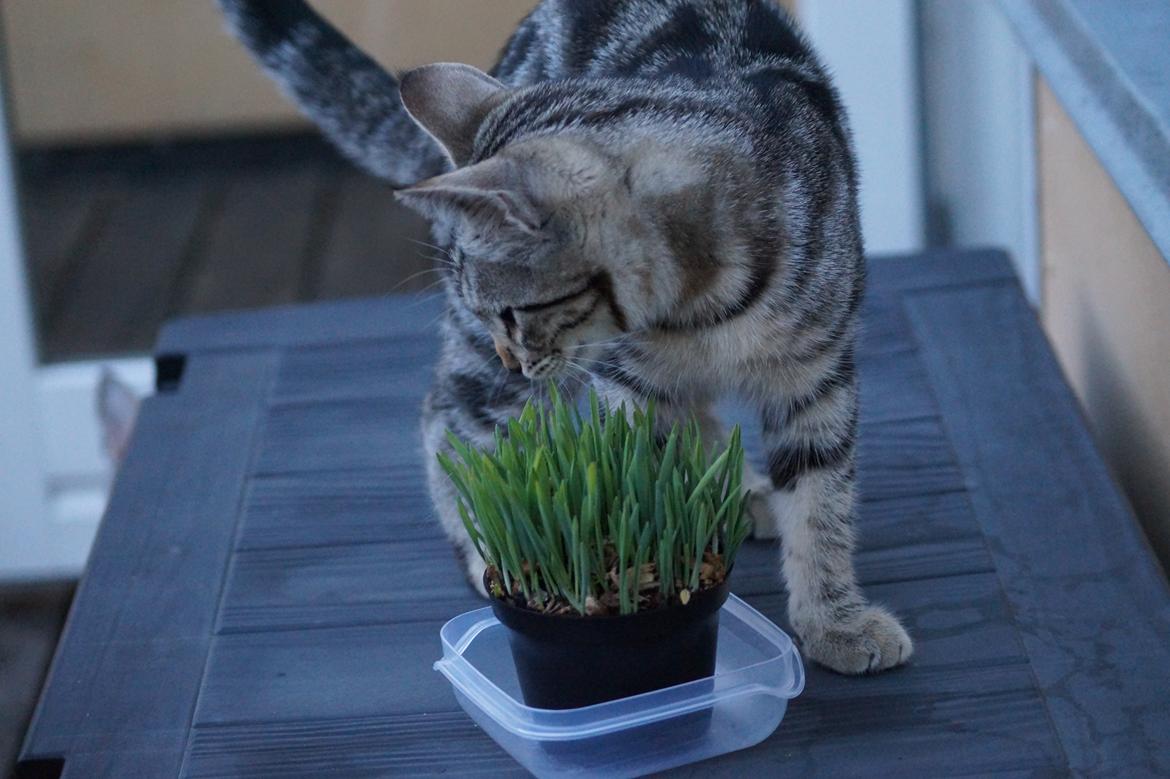 Europé Boholdt Orla Frøsnapper (Tiko) billede 30