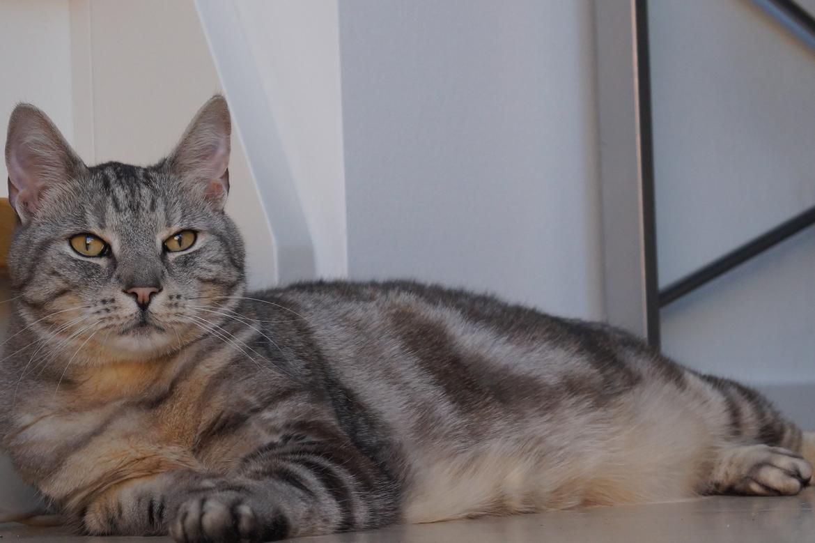 Europé Carezzando's Silver Pio billede 2