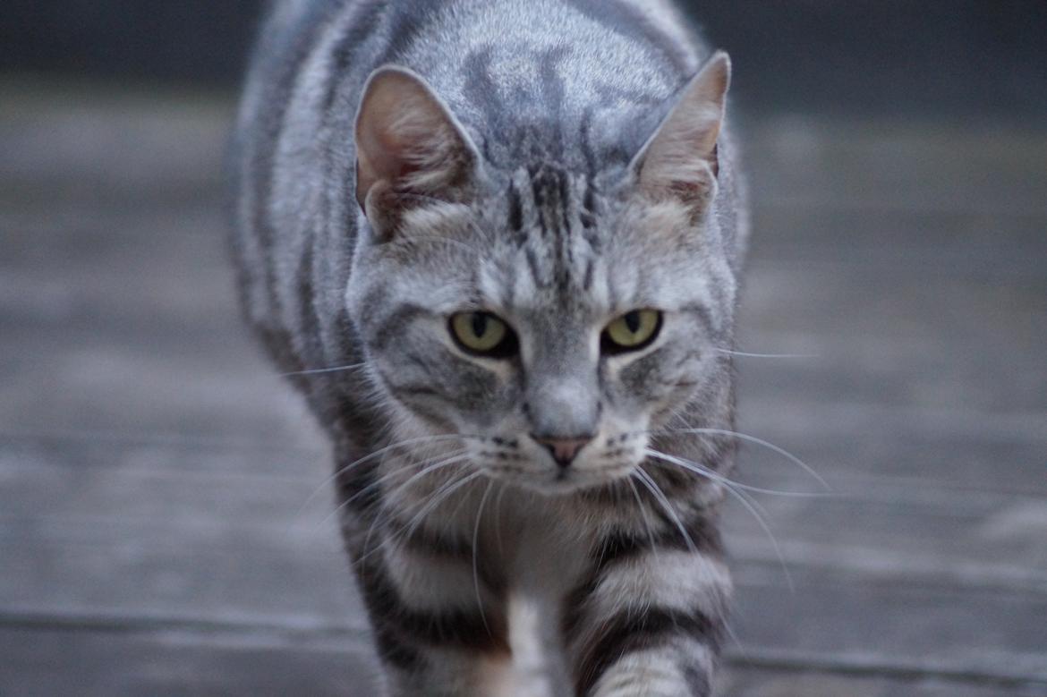 Europé Carezzando's Silver Pio billede 5