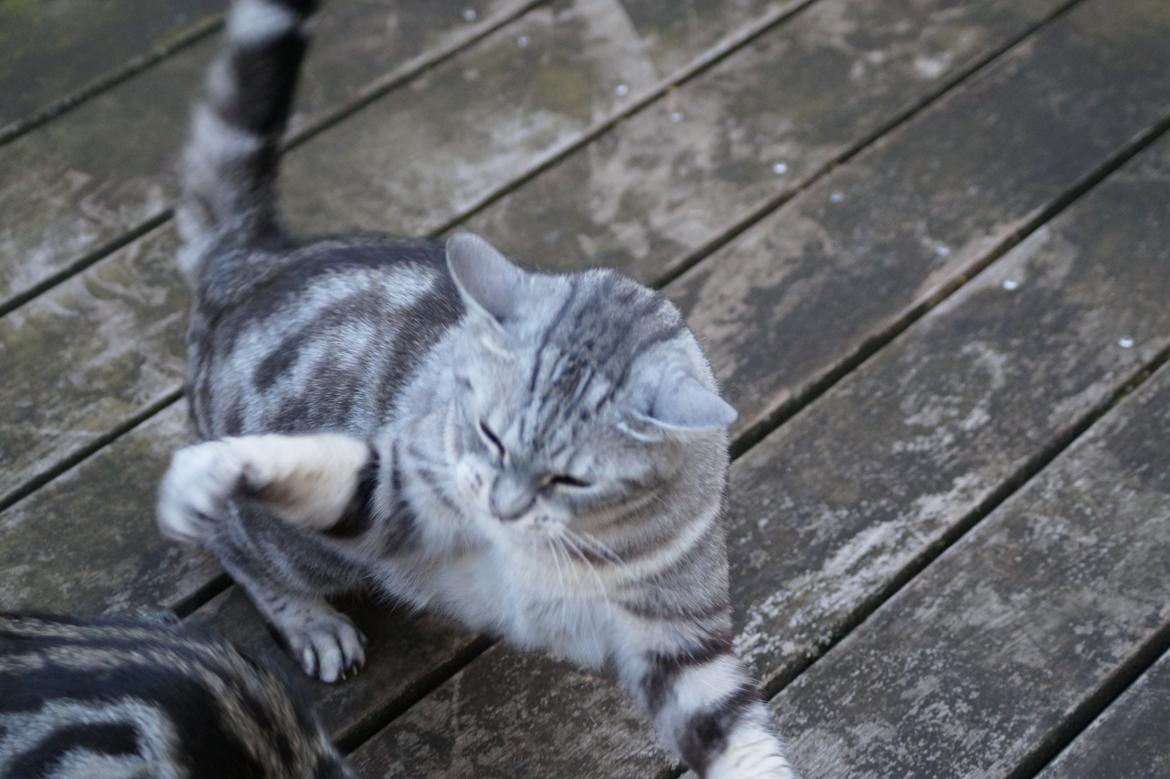 Europé Carezzando's Silver Pio billede 6