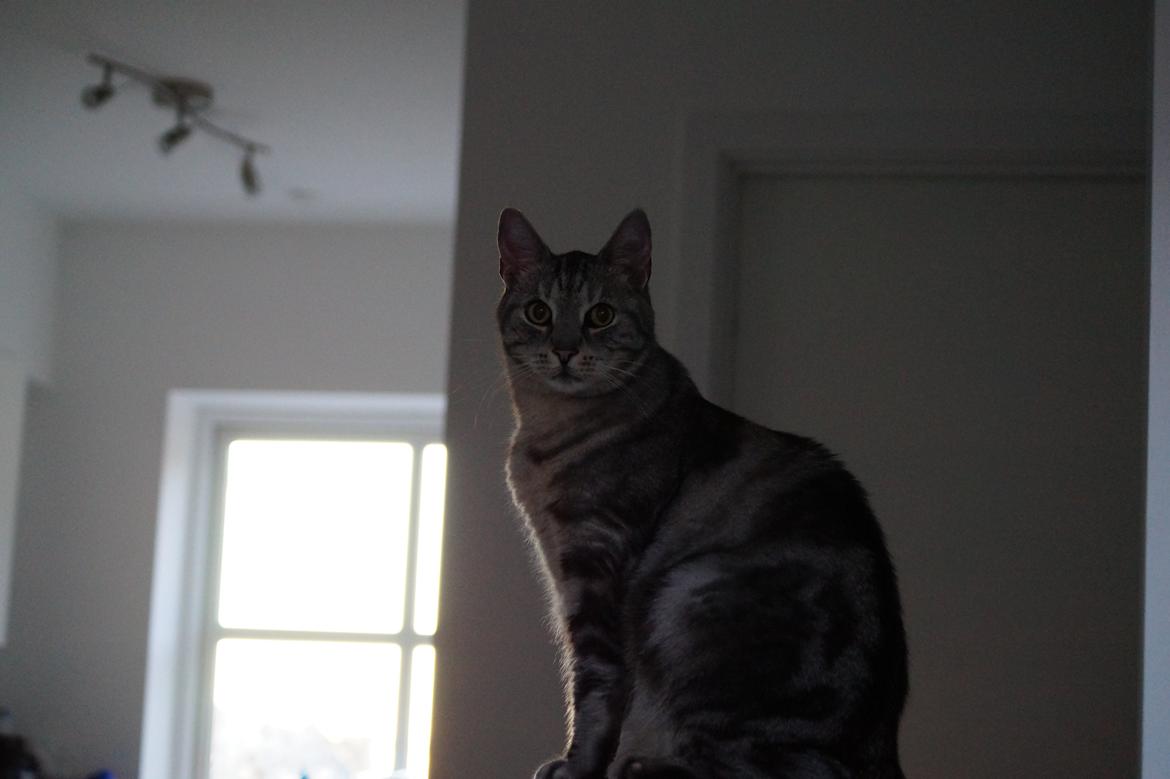 Europé Carezzando's Silver Pio billede 48