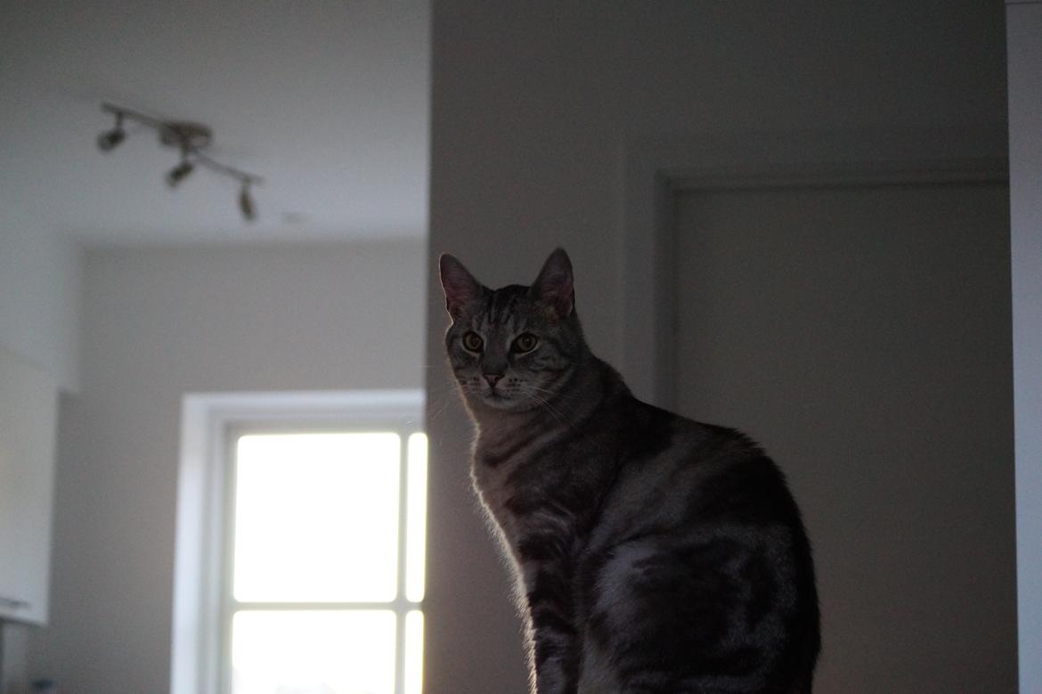 Europé Carezzando's Silver Pio billede 47