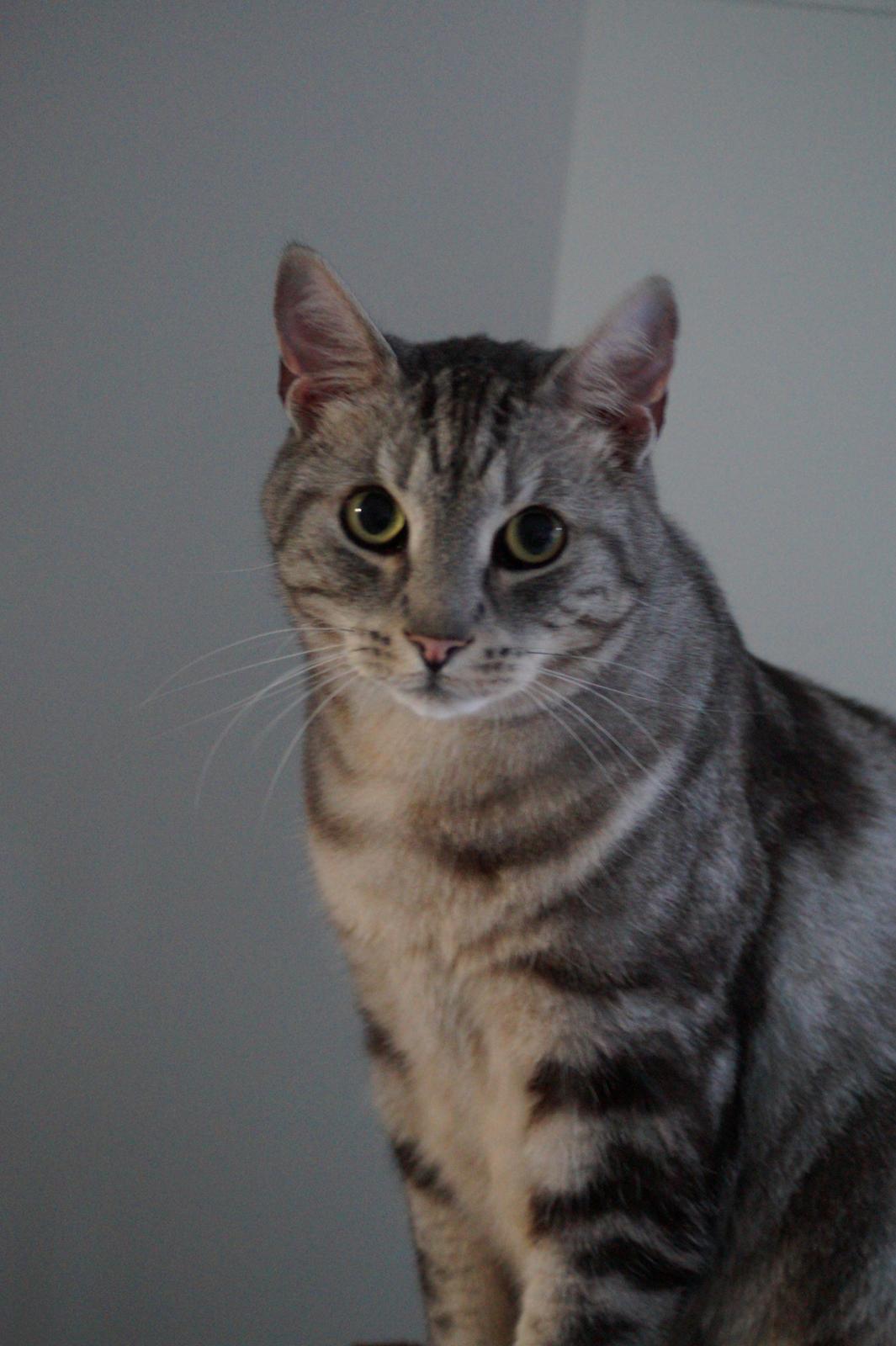 Europé Carezzando's Silver Pio billede 4