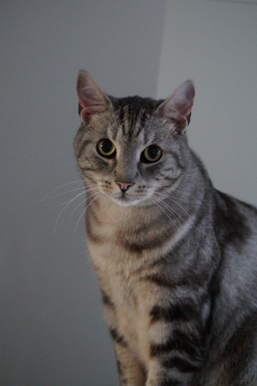 Europé Carezzando's Silver Pio billede 15