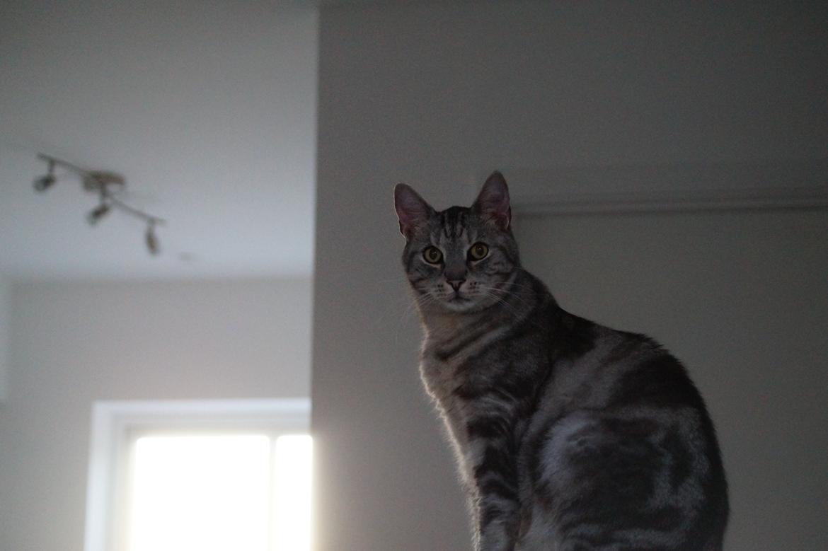 Europé Carezzando's Silver Pio billede 49