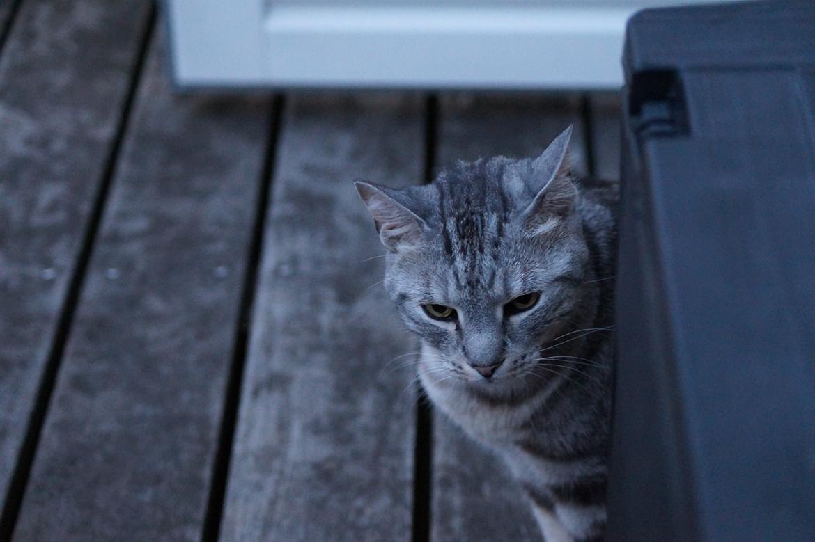 Europé Carezzando's Silver Pio billede 50