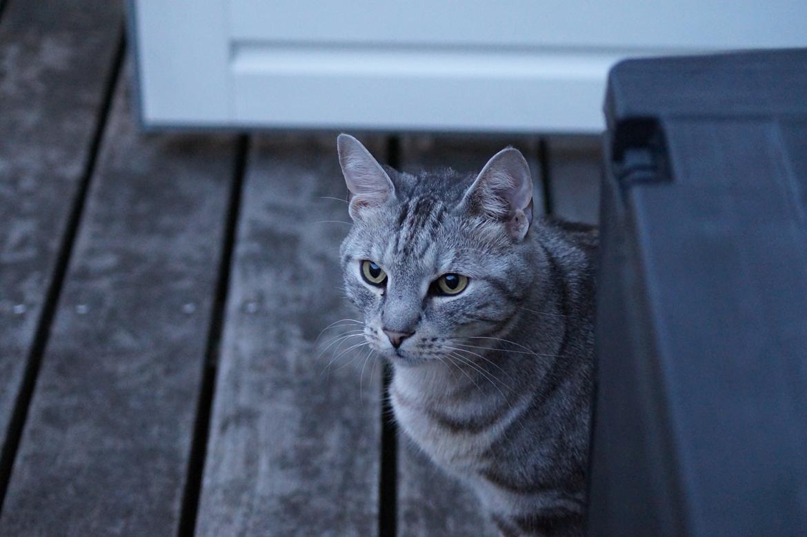 Europé Carezzando's Silver Pio billede 9