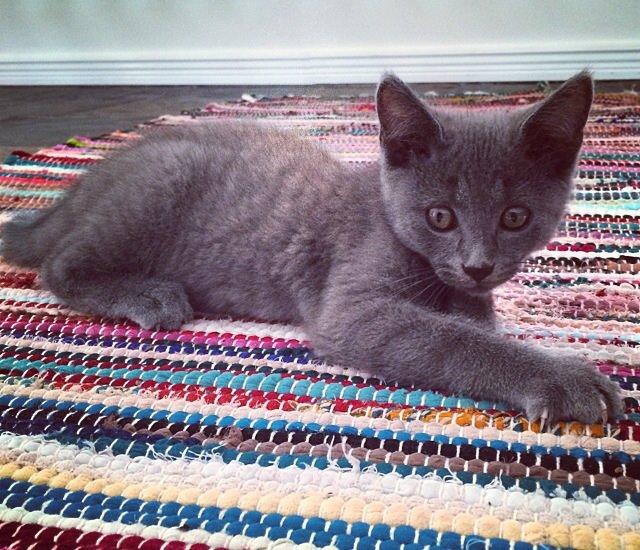 Huskat Million billede 1