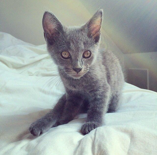 Huskat Million billede 2