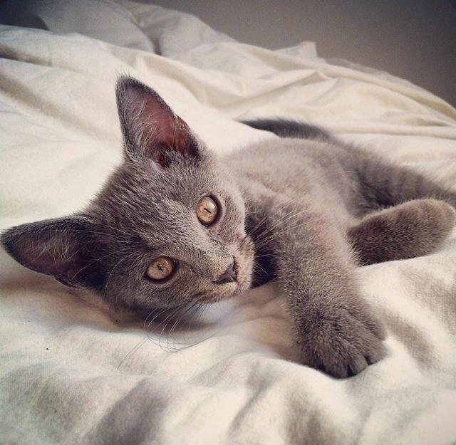 Huskat Million billede 3