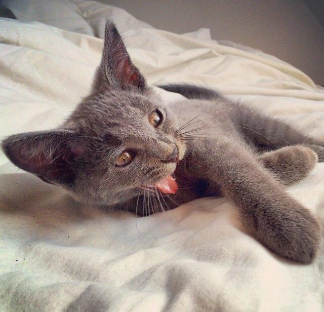 Huskat Million billede 4