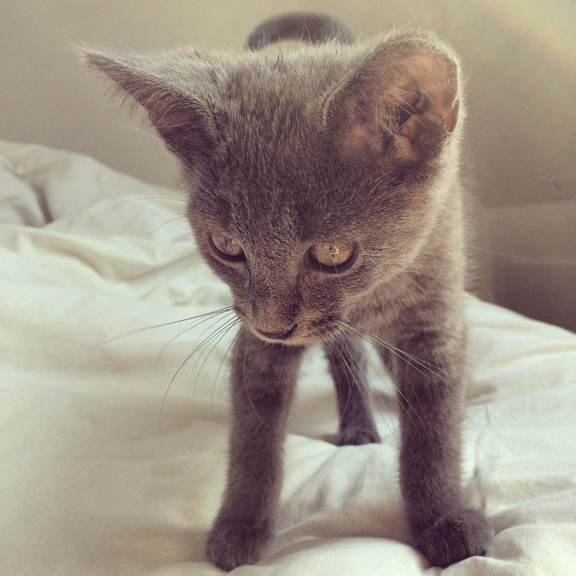 Huskat Million billede 5