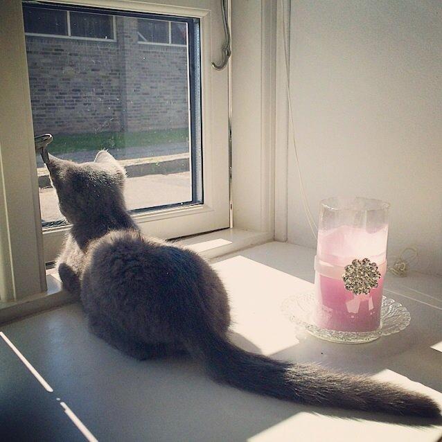 Huskat Million billede 6