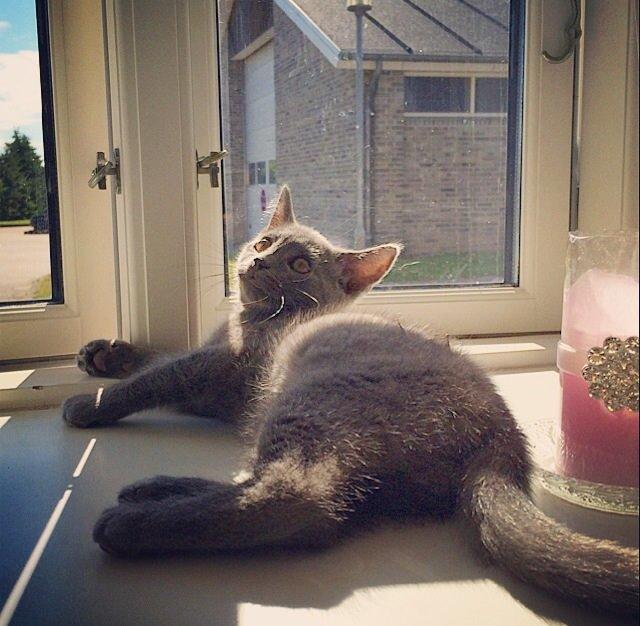 Huskat Million billede 7