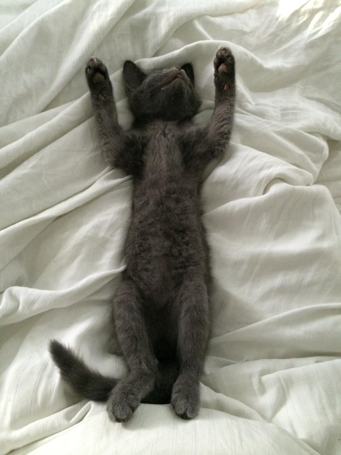 Huskat Million billede 8