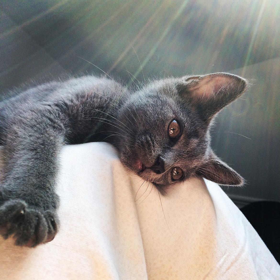 Huskat Million billede 9