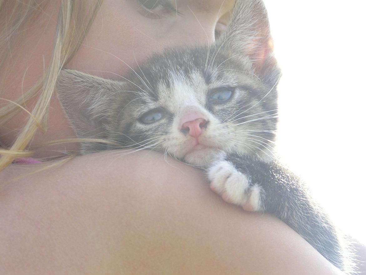 Huskat Kildelunds Wimmelot - En træt killing billede 2