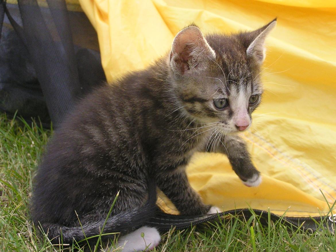 Huskat Kildelunds Wimmelot billede 3