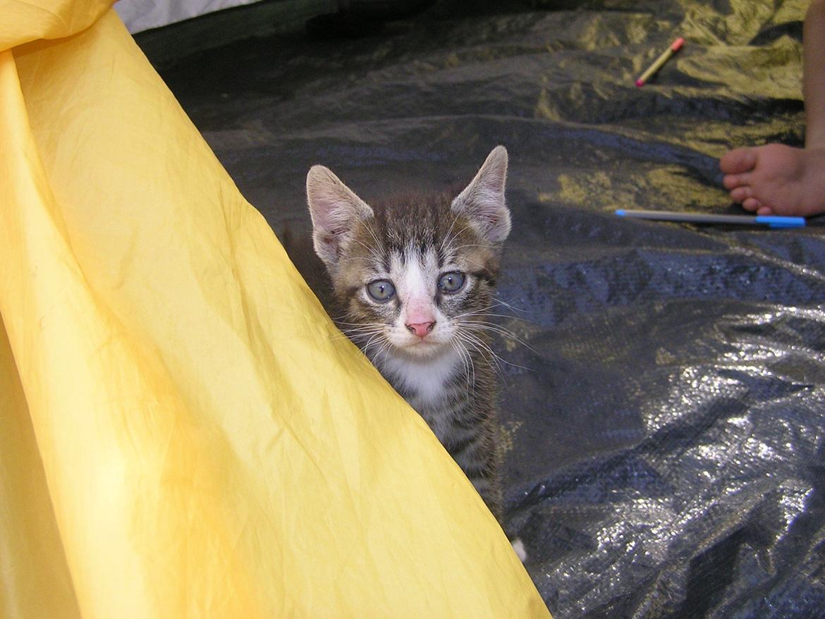 Huskat Kildelunds Wimmelot billede 5