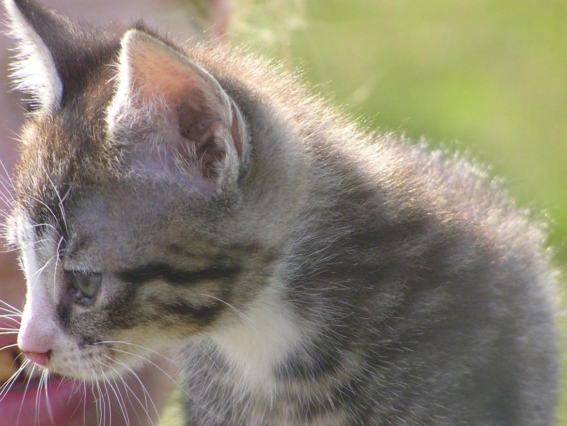 Huskat Kildelunds Wimmelot billede 7