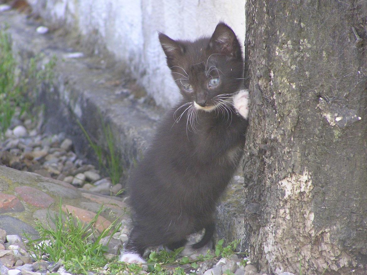 Huskat Kildelunds Mikkel - Velkommen til dejlige Mikkel billede 1