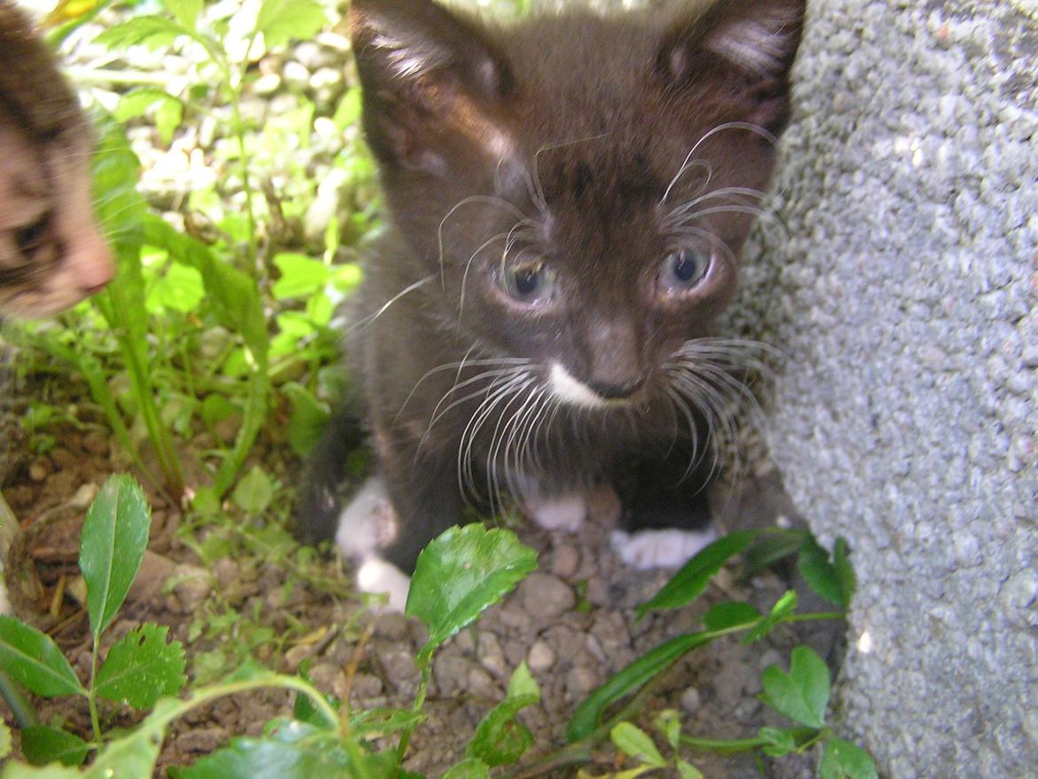 Huskat Kildelunds Mikkel - En tur ind i blomsterne billede 3