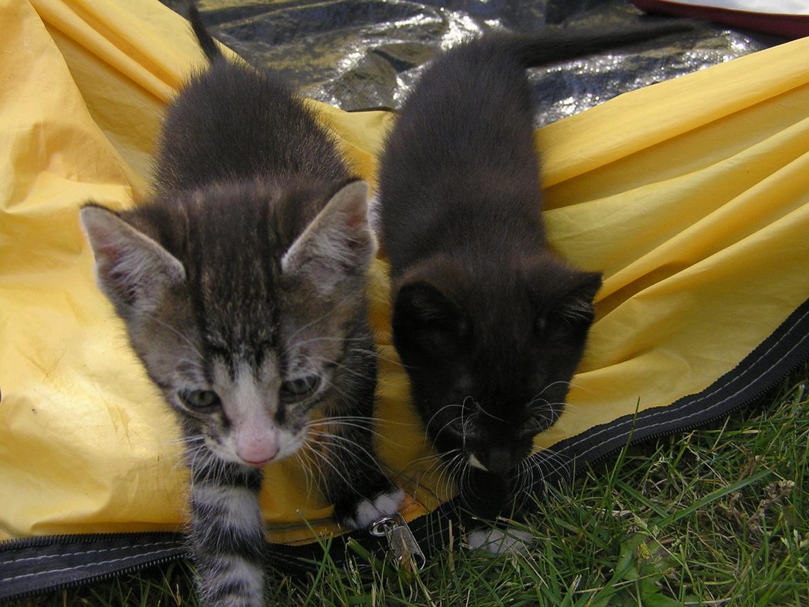 Huskat Kildelunds Mikkel - Mikkel og Wimmelot på vej på tur billede 5