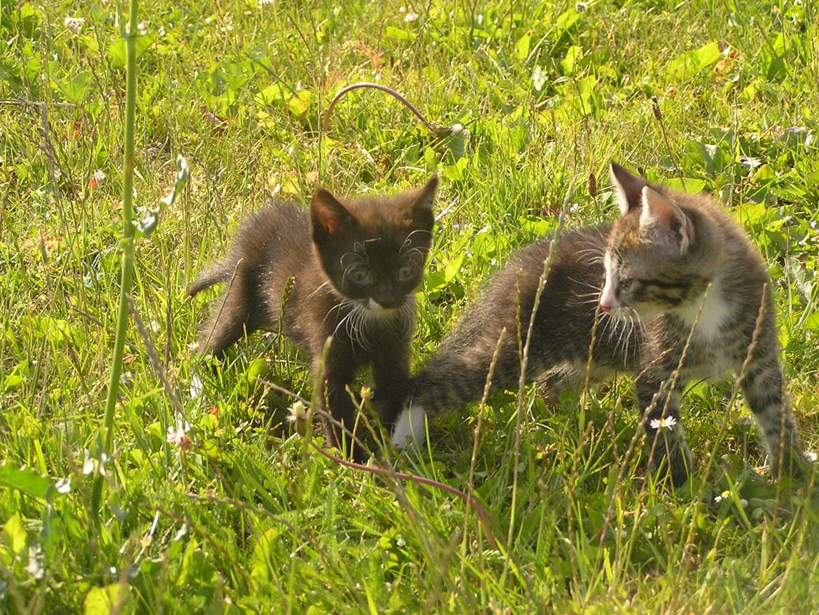 Huskat Kildelunds Mikkel billede 6