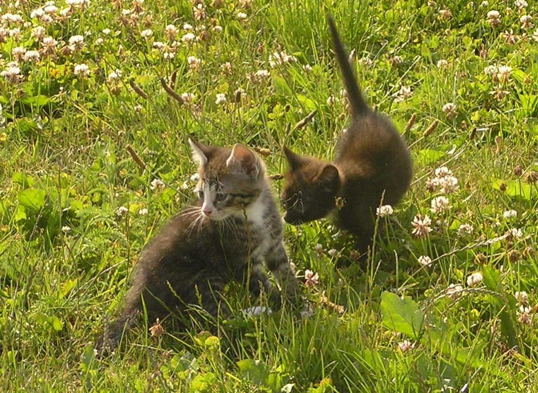 Huskat Kildelunds Mikkel billede 7