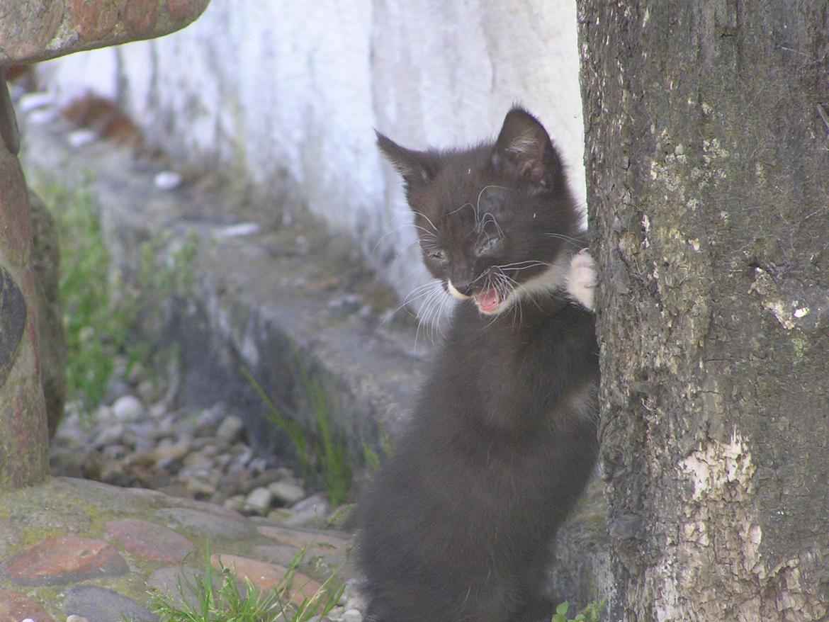 Huskat Kildelunds Mikkel billede 2