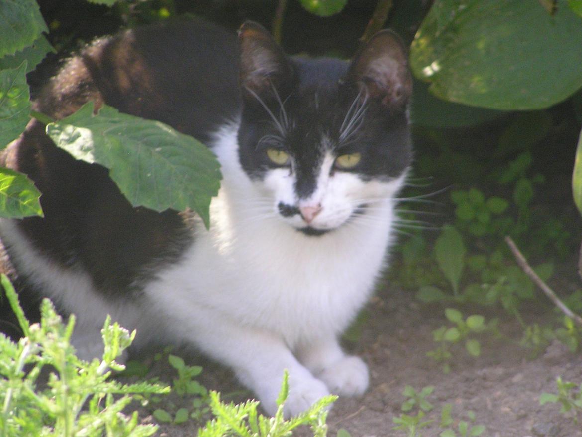 Blanding af racer Kildelunds Viggo - en tur ind i blomsterbedet  billede 12