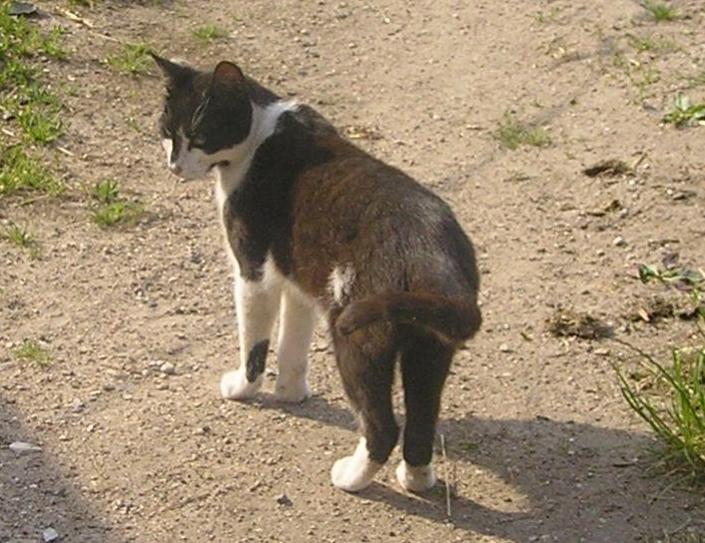 Blanding af racer Kildelunds Viggo billede 13