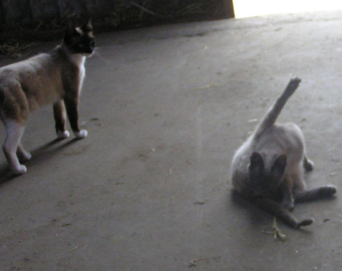 Blanding af racer kildelunds hvidkål billede 6