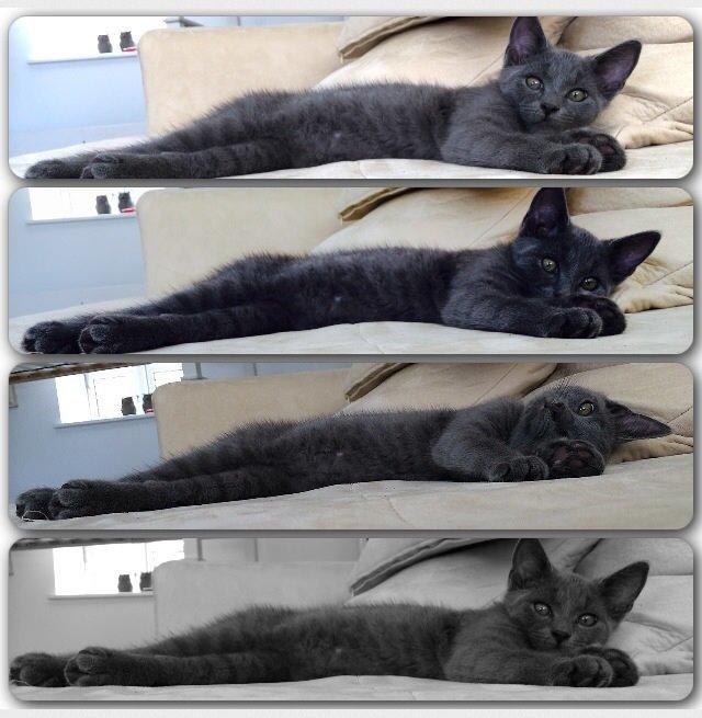 Huskat Million billede 12