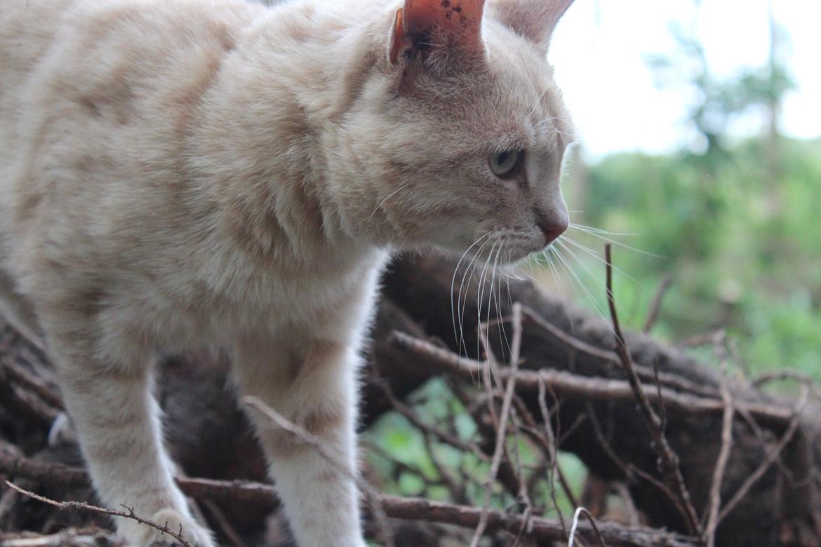 Huskat Grisling billede 2