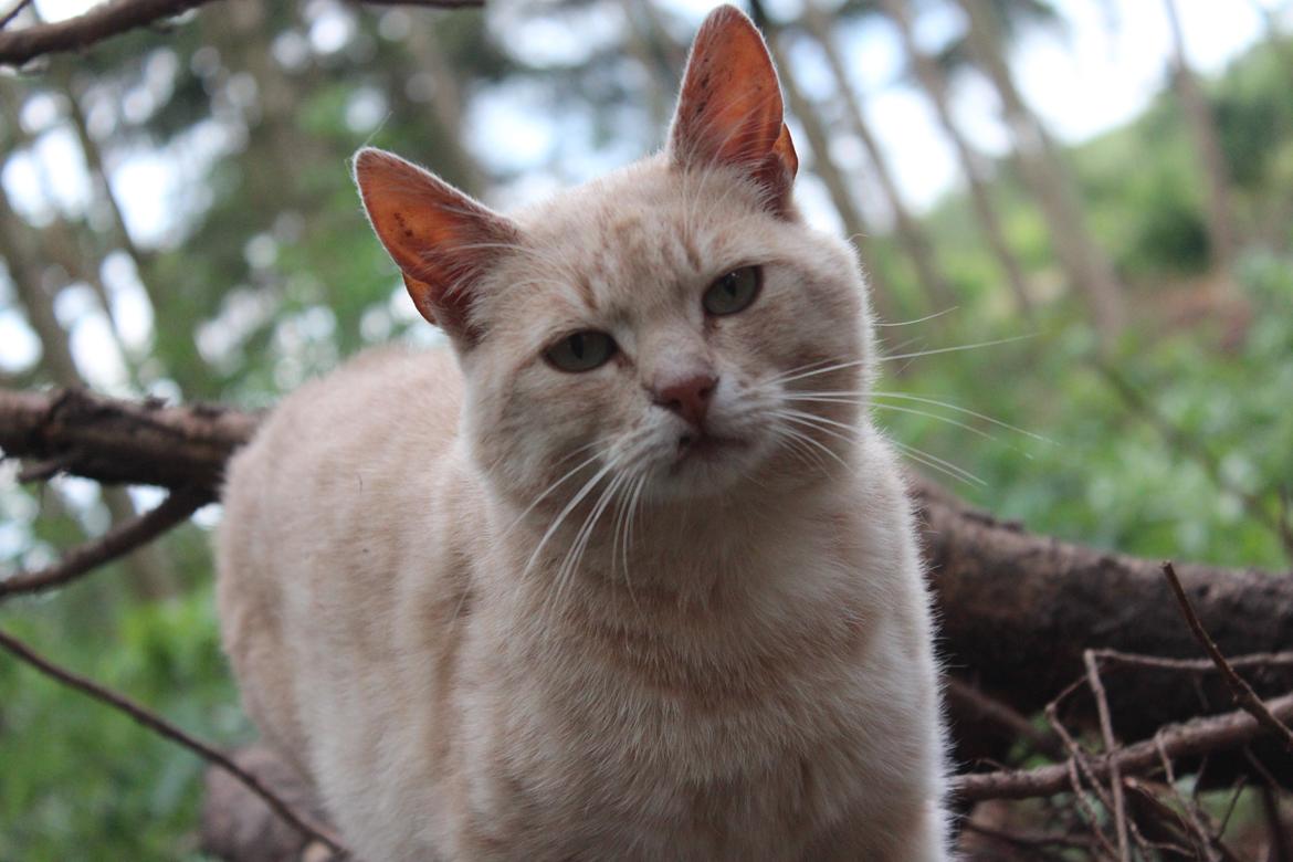 Huskat Grisling billede 9