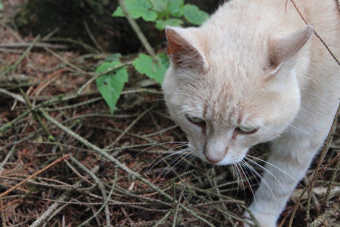 Huskat Grisling billede 3