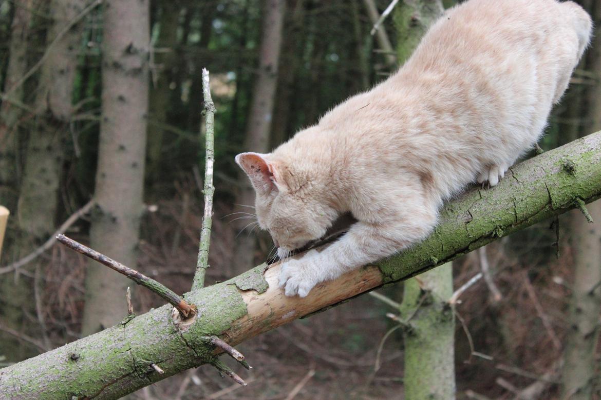 Huskat Grisling billede 4