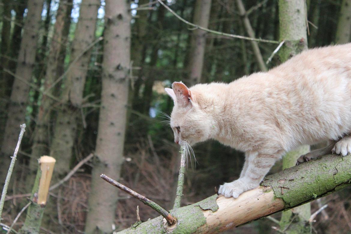 Huskat Grisling billede 8