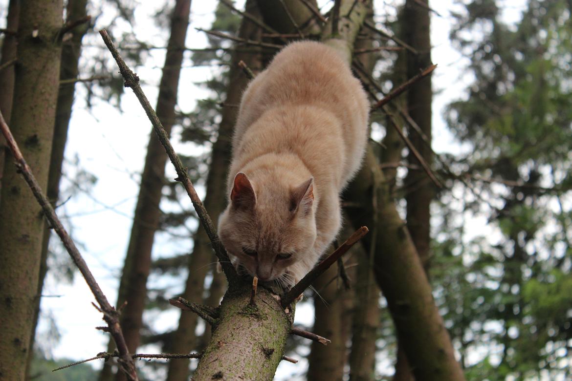 Huskat Grisling - Grisling som leger (-: billede 5