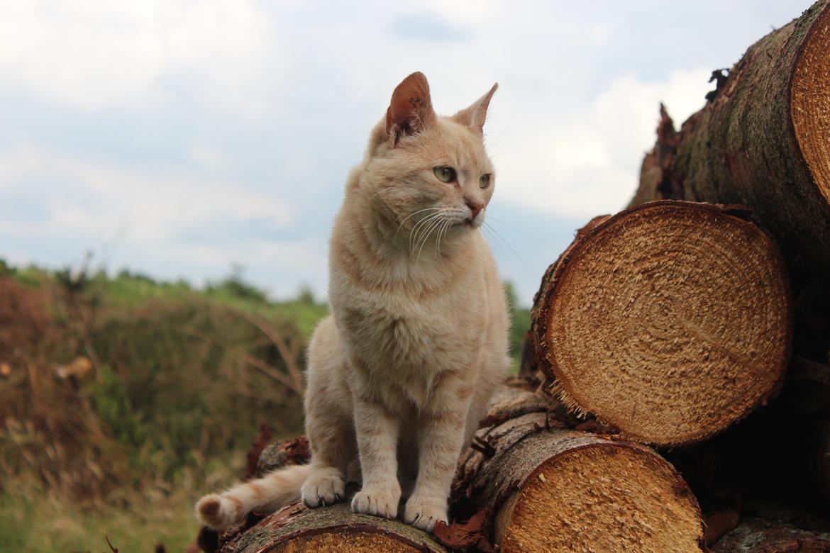 Huskat Grisling - Velkommen til Grislings profil (-: billede 1