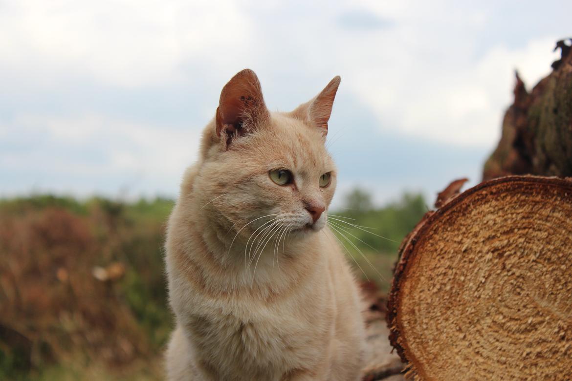 Huskat Grisling billede 7