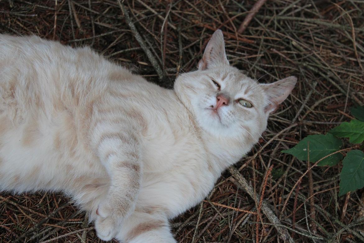 Huskat Grisling billede 6