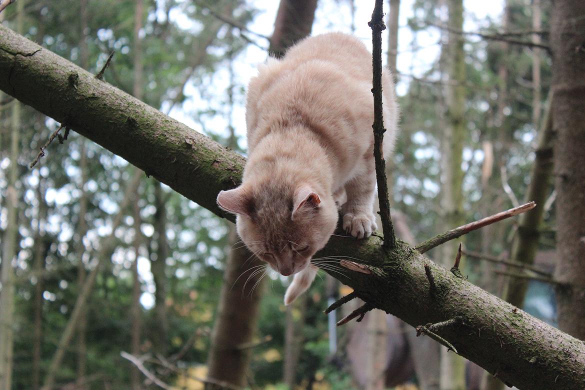 Huskat Grisling - Tak fordi du ville kigge med (-: billede 10