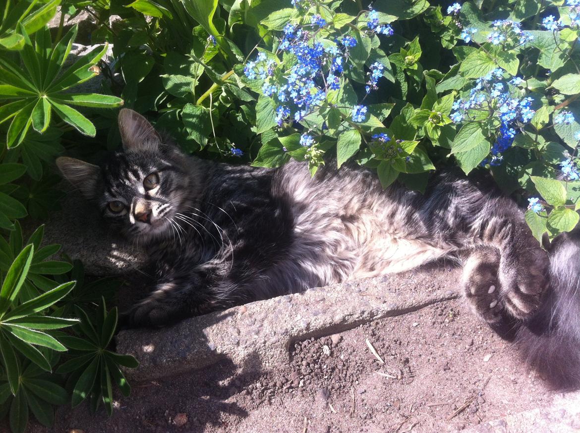 Blanding af racer Charles billede 3