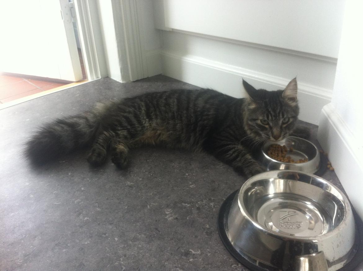 Blanding af racer Charles billede 5