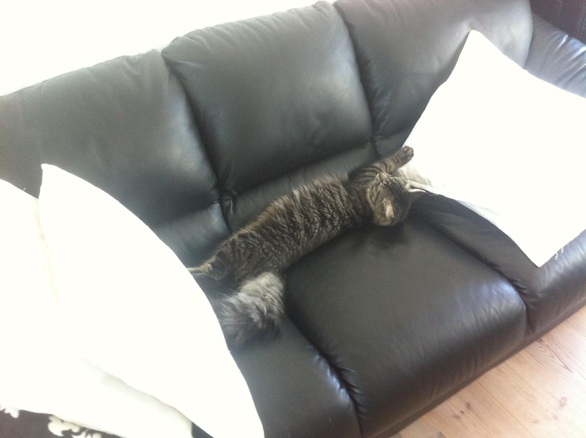 Blanding af racer Charles billede 6