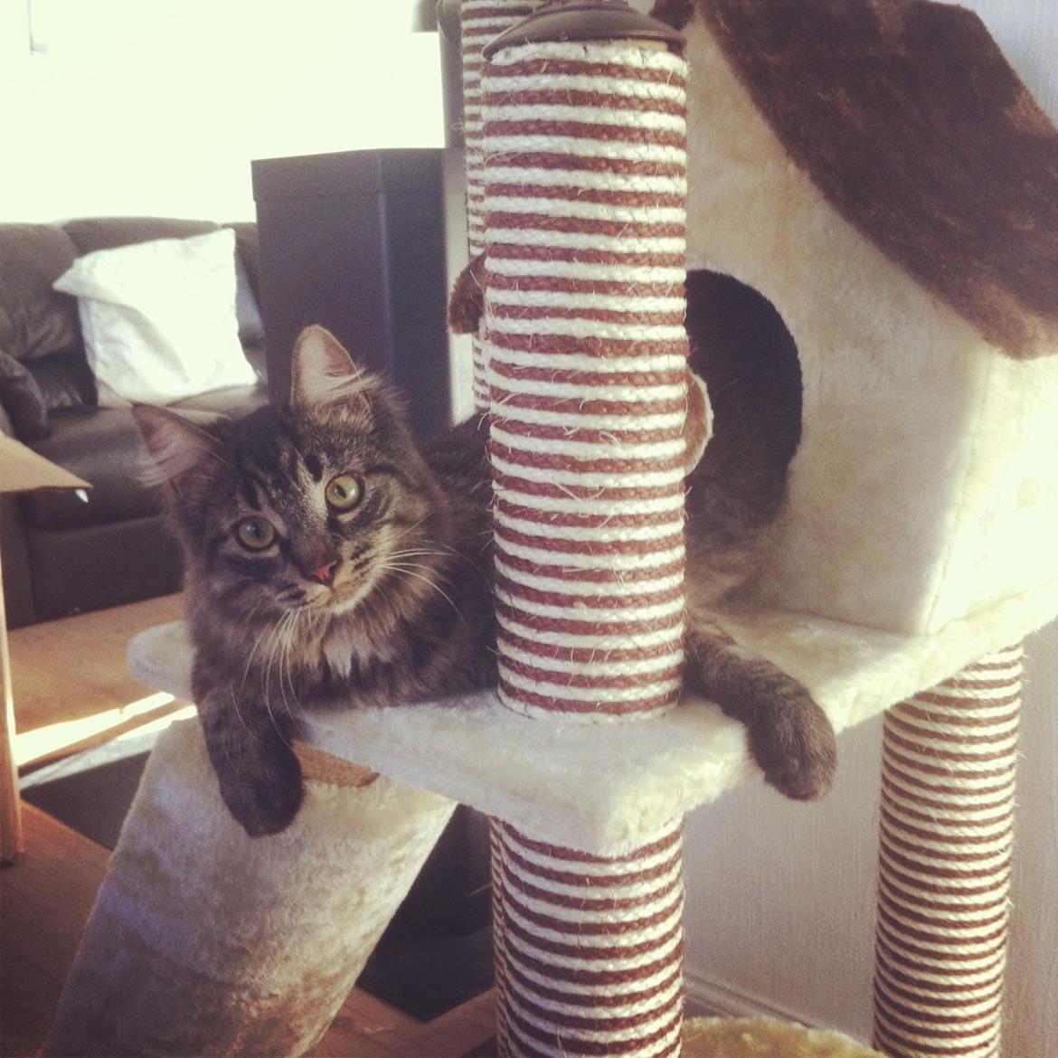 Blanding af racer Charles billede 1